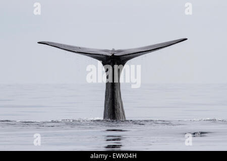 the tail of the sperm whale that dives into the waters of the Pacific Ocean Stock Photo