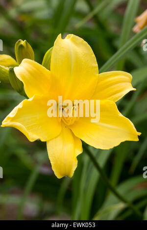 Single flower of the yellow daylily, Hemerocallis 'Purity' Stock Photo