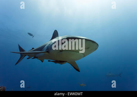 Close up of caribbean reef shark ,  Carcharhinus perezii,   swims in open blue waters with remora fish attached Stock Photo