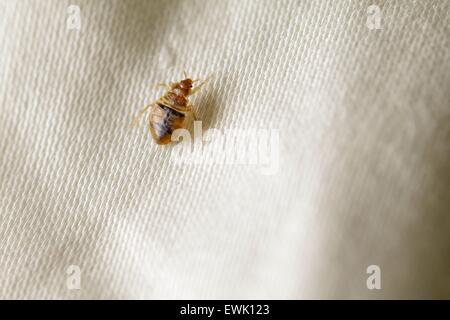 Common bedbug (Cimex lectularius) on bedsheet Stock Photo
