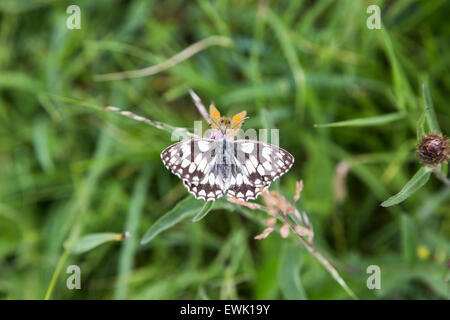 Black and white Marbled White butterfly (Melanargia galathea), photographed in summer on grassland at Box Hill, Surrey, south-east England, UK Stock Photo