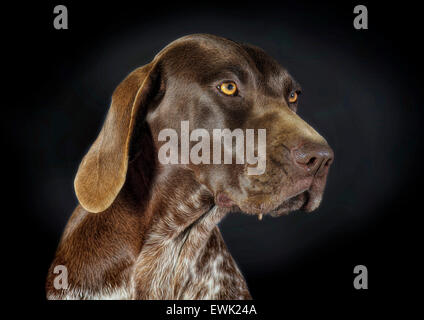 Beautiful portrait of a German Shorthaired Pointer Stock Photo