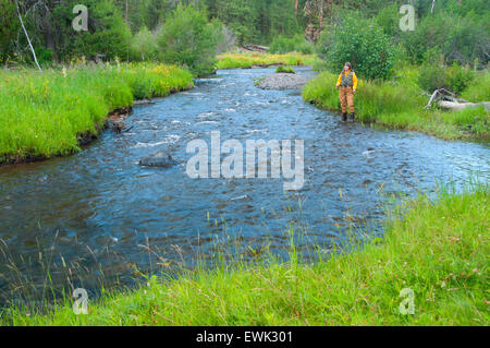 Fly fishing, North Fork Malheur Wild and Scenic River, Malheur National Forest, Oregon Stock Photo