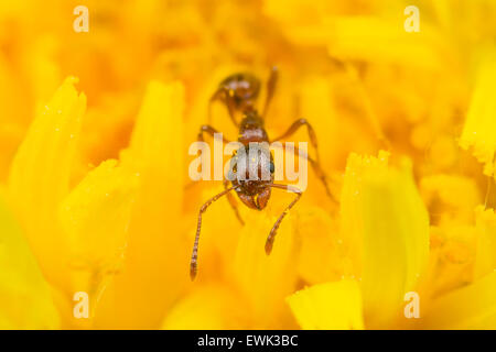 Red ant harvesting pollen on yellow flower Stock Photo