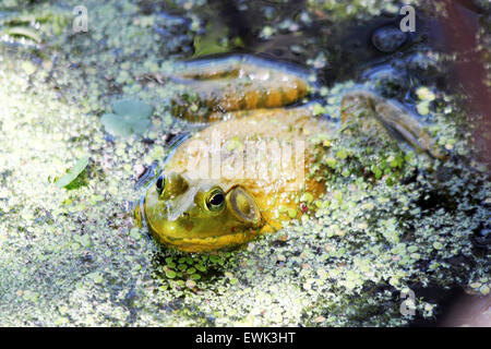 An American bullfrog resting on the waters surface Stock Photo