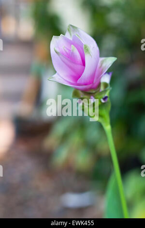'Curcuma Alismatifolia' flower or 'Siam Tulip'  in the garden. Stock Photo