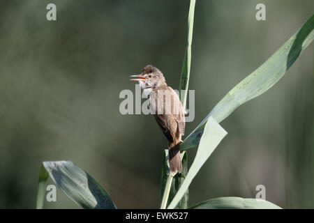 Great-reed warbler, Acrocephalus arundinaceus, single bird on reed stem, Majorca, June 2015 Stock Photo