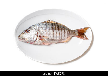 Fresh raw striped sea bream murmurs on white plate isolated on white background Stock Photo
