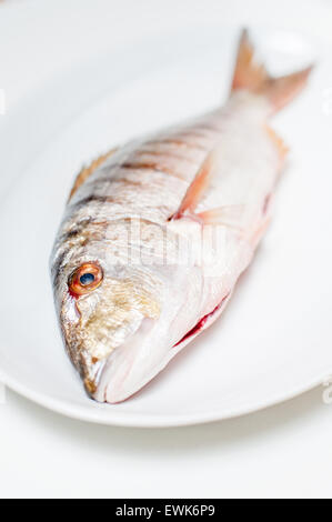 Fresh raw striped sea bream murmurs head on white plate selective focus Stock Photo