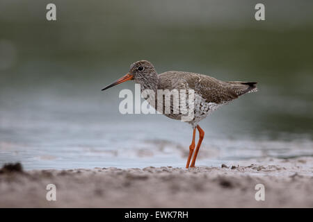 Redshank, Tringa totanus, single bird by water, Warwickshire, June 2015 Stock Photo