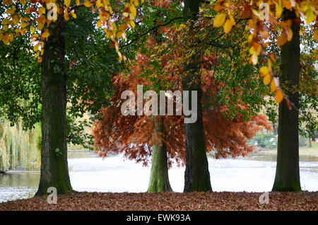 cluster of beech trees in fall Stock Photo
