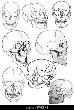 various skulls - vector Stock Vector