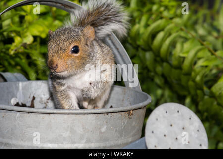 Baby Gray Squirrel playing in a watering can. Stock Photo