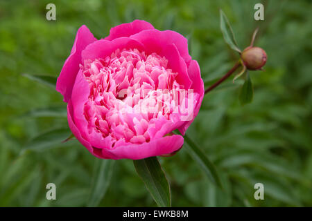 bud and flower peony close-up Stock Photo