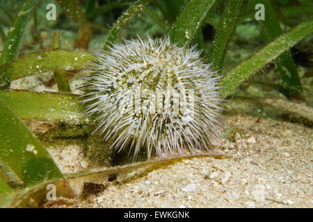 Underwater marine life, Lytechinus variegatus commonly called green sea urchin or variegated sea urchin, Caribbean sea Stock Photo