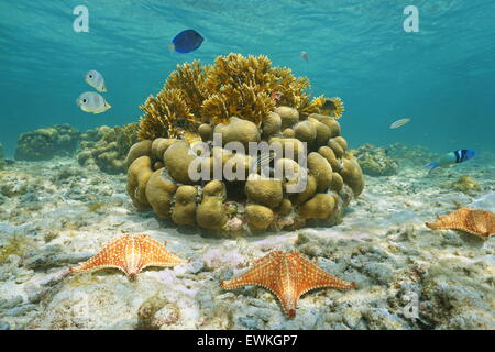 Underwater marine life on a shallow seabed with starfish, reef fish and corals, Caribbean sea, Mexico Stock Photo
