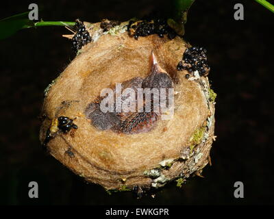 Two baby bird of rufous-tailed hummingbird in the nest, Central America, Panama Stock Photo