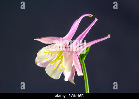 Aquilegia vulgaris European Columbine, Common Columbine or Granny. Flower close on a gray background Stock Photo