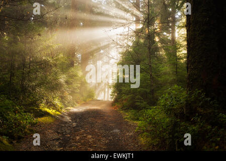 Road/trail along Opal Creek with sunburst/godrays. Opal Creek Wilderness, Oregon Stock Photo