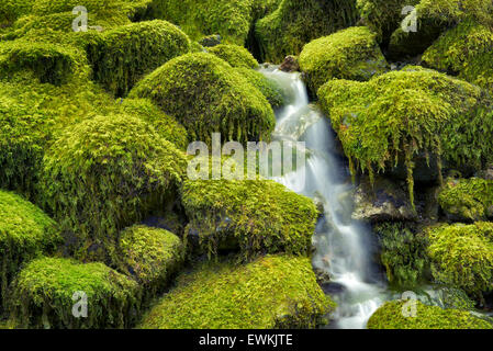 Moss covered rocks and stream. Opal Creek Wilderness, Oregon Stock Photo