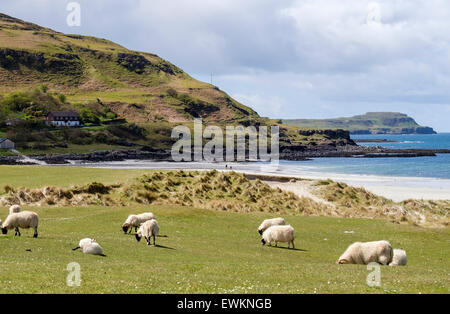 Sheep grazing on Mull's Machair grassland on dunes above sandy beach at Calgary Bay Isle of Mull Argyll & Bute Inner Hebrides Scotland UK Britain Stock Photo