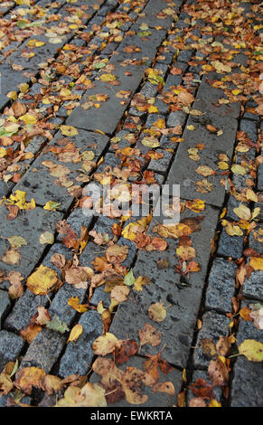 Golden leaves which have fallen onto a wet cobblestone path Stock Photo