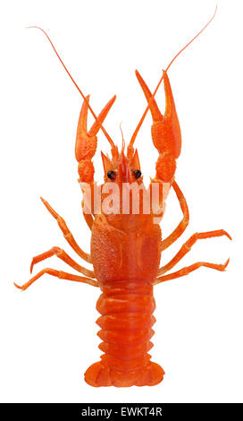 red lobster isolated on the white background. Stock Photo