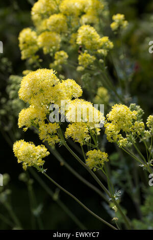 Feathery yellow flowers of the meadow rue, Thalictrum flavum ssp. glaucum Stock Photo