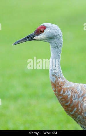 Close up of the neck and head of a Sandhill Crane, Grus canadensis, Homer, Alaska, USA Stock Photo