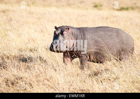 Adult Hippopotamus, Hippopotamus amphibius, on land, standing in dry grass, Masai Mara National Reserve, Kenya, East Africa Stock Photo