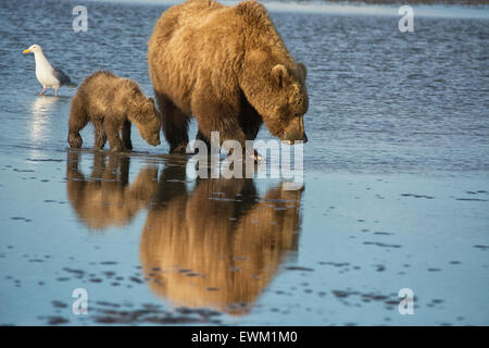 Two Grizzly Bears, Mother and Spring Cub, Ursus arctos, clamming in the tidal flats of the Cook Inlet, Alaska, USA Stock Photo
