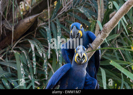 A Pair of  Hyacinth Macaws, Anodorhynchus hyacinthinus, perched in a tree, Pantanal, Mato Grosso, Brazil, South America