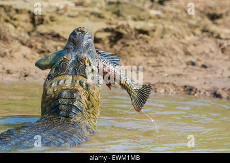 Yacare Caiman, Caiman crocodilus yacare, with a fish in its mouth, in the Pantanal, Mato Grosso, Brazil Stock Photo