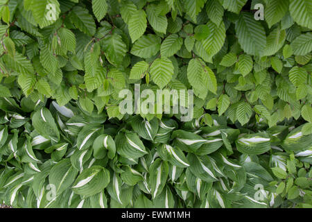 Fresh new leaves on Hornbeam hedge with Hosta border underneath Spring Norfolk Stock Photo