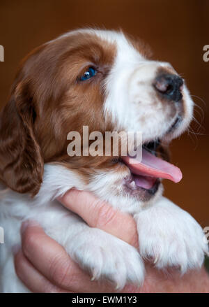 A 4-week old Welsh Springer Spaniel puppy yawning. Stock Photo