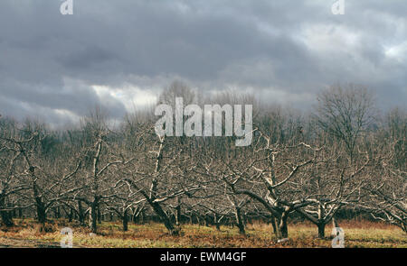 Orchard in winter, near New Paltz, New York.