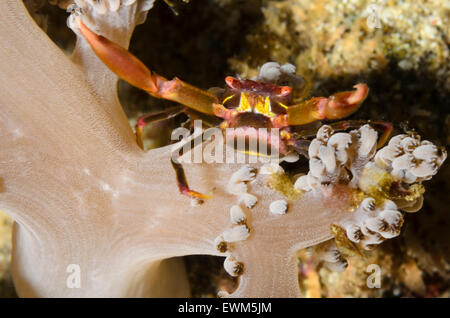 Black coral crab, Quadrella maculosa, with eggs, Anilao, Batangas, Philippines, Pacific Stock Photo