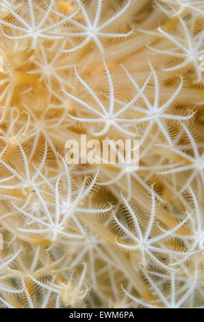 Leather coral polyps , Sarcophyton sp., Anilao, Batangas, Philippines, Pacific Stock Photo