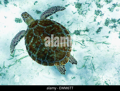 A sea turtle swimming in the waters of Belize. Stock Photo