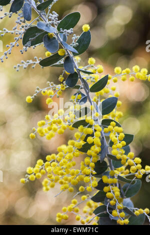 Pearl acacia (Acacia podalyriifolia) in bloom on natural background Stock Photo