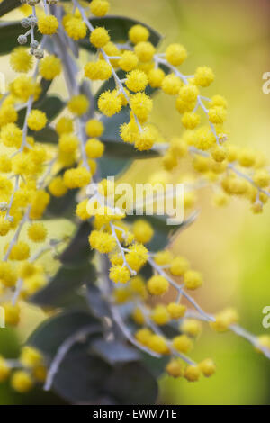 Pearl acacia (Acacia podalyriifolia) in bloom on natural background Stock Photo