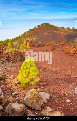 Volcanic landscape, Teide National Park, Tenerife, Canary Islands, Spain Stock Photo
