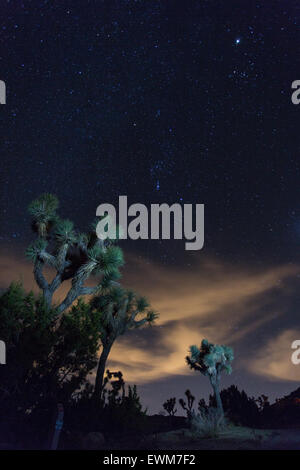 Clouds dance across a star-filled sky behind tall joshua trees. Stock Photo