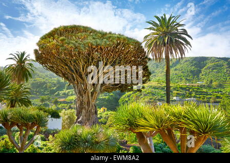 Dragon Tree, Dracaena draco, La Orotava, Tenerife, Canary Islands, Spain Stock Photo