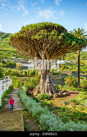 Dragon Tree, Dracaena draco, La Orotava, Tenerife, Canary Islands, Spain Stock Photo
