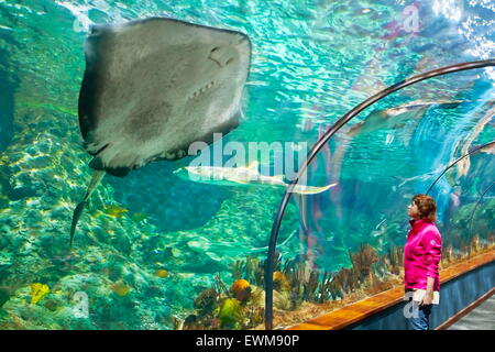 The Shark and Stingray, aquarium in Loro Parque, Puerto de la Cruz ...