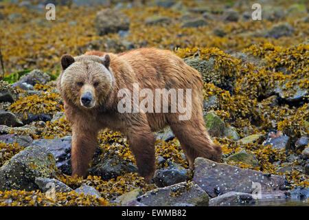 Coastal Grizzly bear female foraging on a rainy day along the coast of British Columbia, Canada Stock Photo
