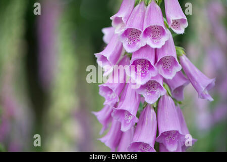 Foxglove (Digitalis purpurea), Emsland, Lower Saxony, Germany Stock ...