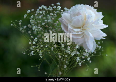 Peony (Paeonia sp.) with baby's breath (Gypsophila paniculata) Stock Photo