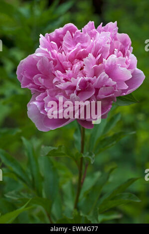 Peony (Paeonia sp.), Bavaria, Germany Stock Photo